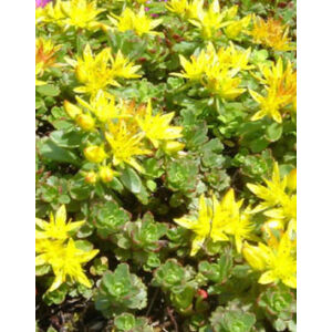 Sedum floriferum 'Weihenstephaner Gold' - Varjúháj (sárga virág, zöld lomb)
