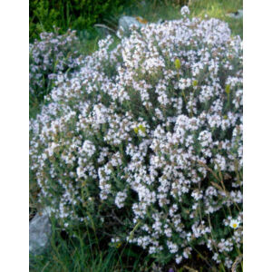 Thymus vulgaris 'White' – Kakukkfű
