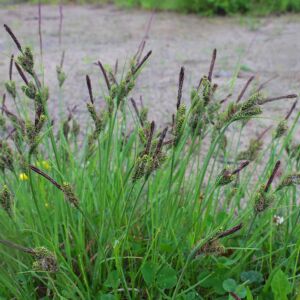 Carex nigra – Fekete sás