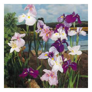 Iris kaempferi – Mocsári nőszirom