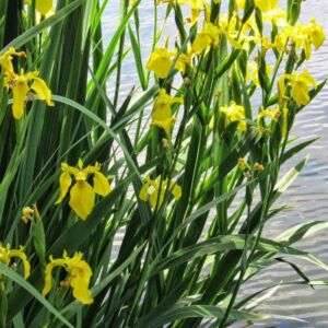 Iris louisiana 'Yellow' – Nőszirom