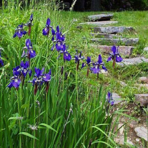 Iris versicolor – Foltos nőszirom