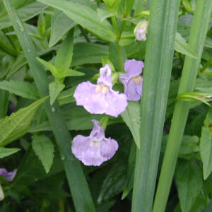 Mimulus ringens – Bohócvirág (lila)