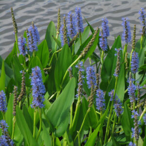 Pontaderia cordata – Kék tömött sellővirág