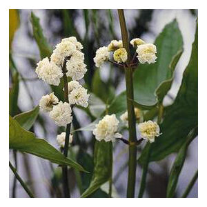 Sagittaria japonica – Széleslevelű nyílfű