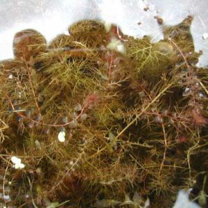 Utricularia vulgaris – Rence