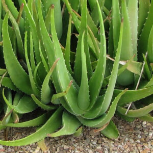 Aloe vera – Aloe