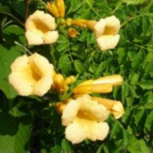 Campsis radicans 'Yellow Trumpet' - Trombitafolyondár (élénksárga)