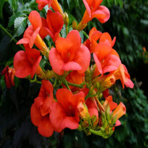 Campsis radicans 'Red Tarantella' – Sötétpiros virágú trombitafolyondár