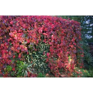 Parthenocissus quinquefolia – Kacsos vadszőlő
