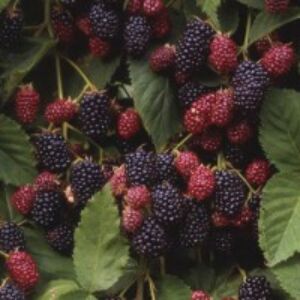 Rubus fruticosus ’Dirksen’ - Tüskétlen fekete szeder