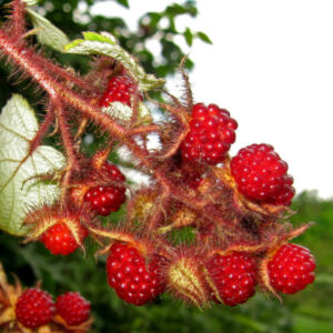 Rubus hybrid 'Japanese Wineberry' - Szedermálna