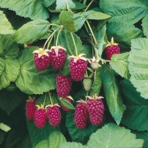 Rubus hybrid 'Loganberry' - Szedermálna