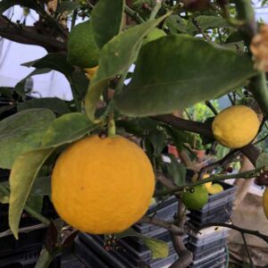 Termő törzses citromfa