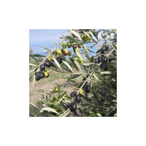 Olea europea 'Cipressino Pyramidal' – Európai olajfa