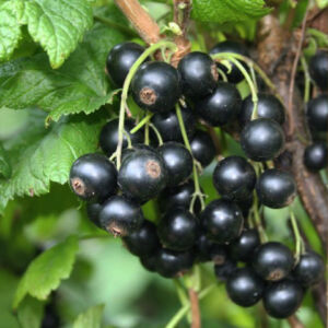 Ribes nigrum 'Little Black Sugar' – Balkon Feketeribizli