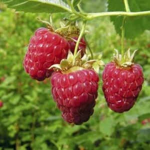 Rubus idaeus 'Blissy' (syn. 'Autumn Bliss') - Folytontermő málna