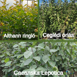 Kombinált gyümölcsfa: Ceglédi óriás + Althann ringló + Cacanska Lepotica