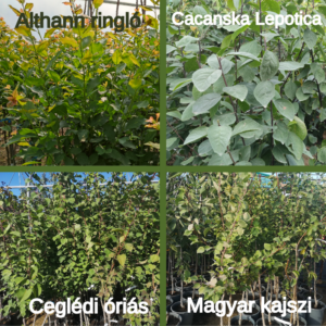 Kombinált gyümölcsfa: Ceglédi óriás + Althann ringló + Magyar kajszi + Cacanska Lepotica