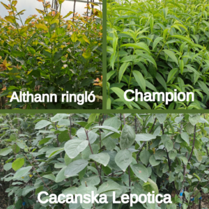 Kombinált gyümölcsfa: Champion + Althann ringló + Cacanska Lepotica