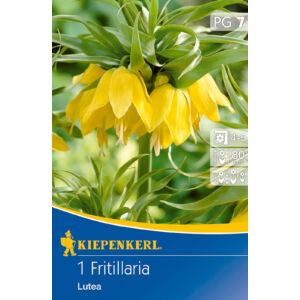 Fritillaria 'Lutea' császárkorona