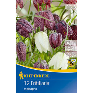 Fritillaria meleagris Mix – Kockás liliom