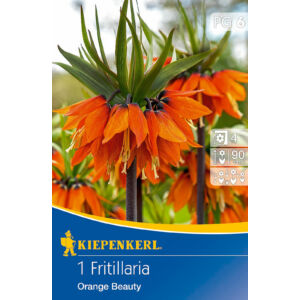 Fritillaria 'Orange Beauty' császárkorona