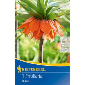 Fritillaria 'Rubra' császárkorona