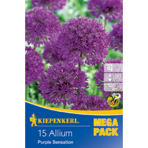 Allium 'Purple Sensation' díszhagyma