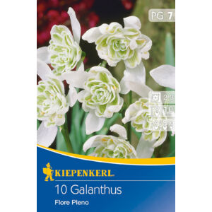 Galanthus 'Flore Pleno' – Hóvirág