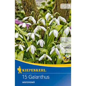 Galanthus woronowii – Hóvirág