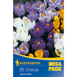 Mega-Pack – Nagyvirágú krókusz (színkeverék)