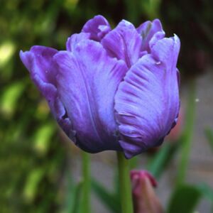 Papagájvirágú tulipán 'Blue Parrot (syn. Rai)'