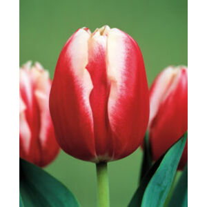 Triumph-típusú tulipán 'Leen van der Mark'