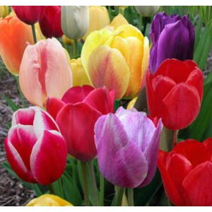 Triumph-típusú tulipán színkeverék