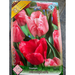 Triumph-típusú tulipán 'Hemisphere'