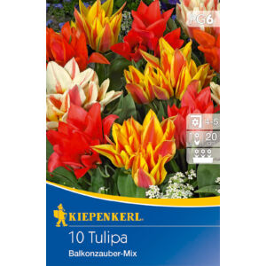 Tulipán 'Balkonzauber' Mix (alacsony tulipánok)