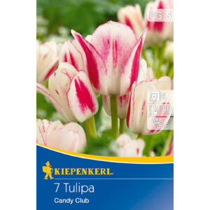 Tulipán 'Candy Club'