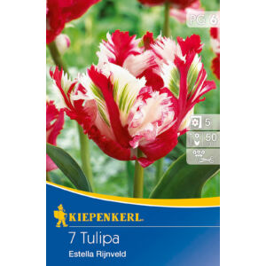 Tulipán 'Estella Rijnveld'