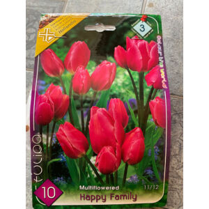 Tulipa 'Happy Family' - Csokros tulipán
