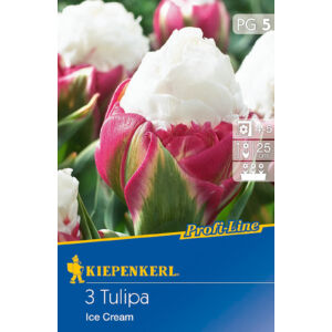 Profi-Line – Tulipán 'Ice Cream'