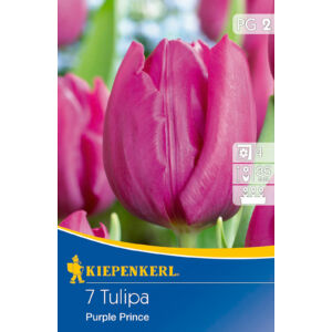 Tulipán 'Purple Prince'