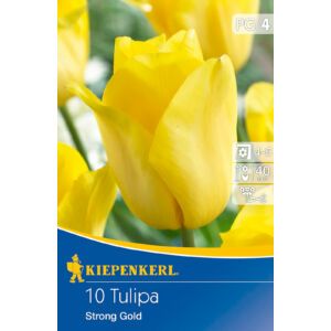 Tulipán 'Strong Gold'