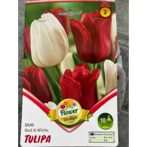 Tulipán Duo - Bordó és fehér tulipán