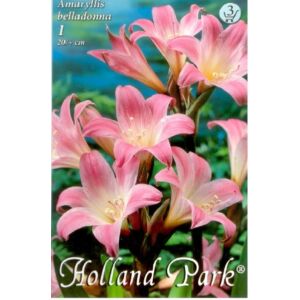 Amaryllis belladonna- Hölgyliliom
