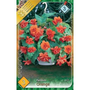 Begonia - Csüngő virágú begónia (narancssárga)