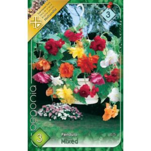 Begonia - Csüngő virágú begónia (színkeverék)