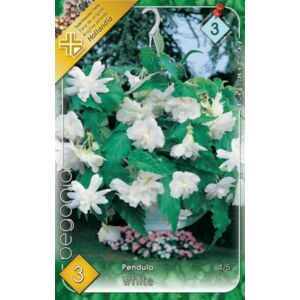 Begonia - Csüngő virágú begónia (fehér)