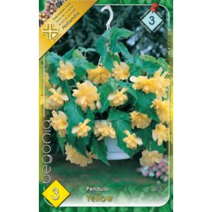 Begonia - Csüngő virágú begónia (sárga)
