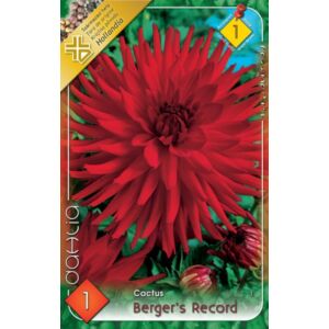 Kaktusz dália 'Berger's Record' (piros)